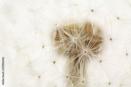 dandelion fluffy