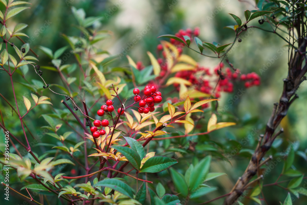 Obraz premium Macro Bayas