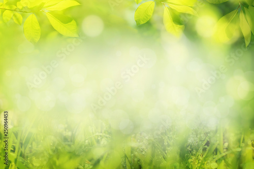 Sunny natural background, spring or summer landscape