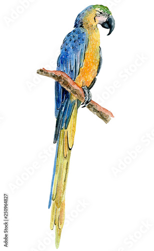 watercolor tropical parrot