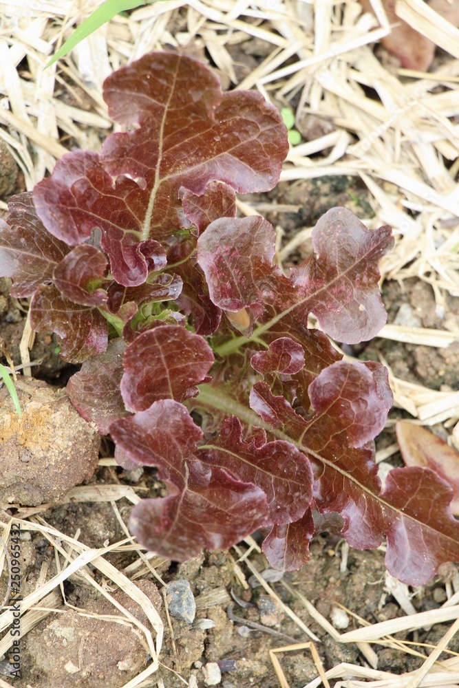 fresh lettuce hydroponics for health in garden fresh lettuce hydroponics for health in garden