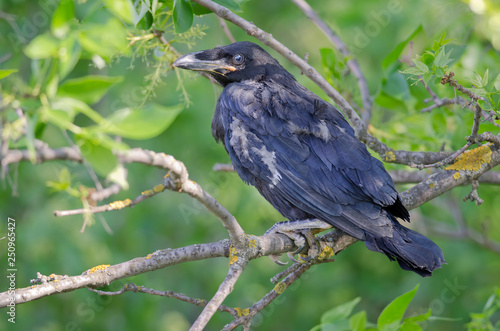 Juvenile common raven (Corvus corax)