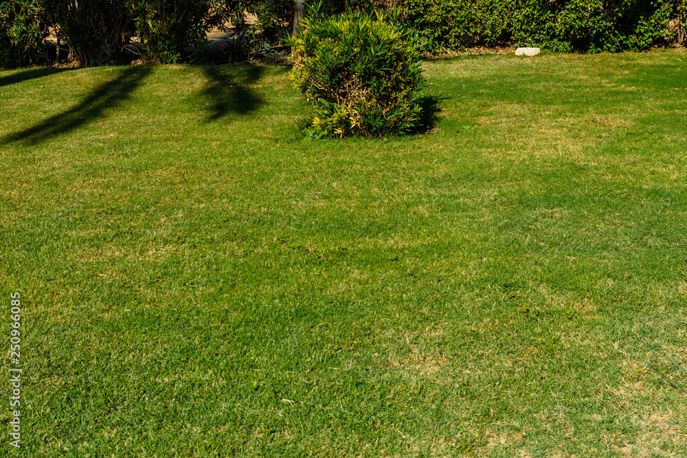 Obraz premium Beautiful green lawn in the city park