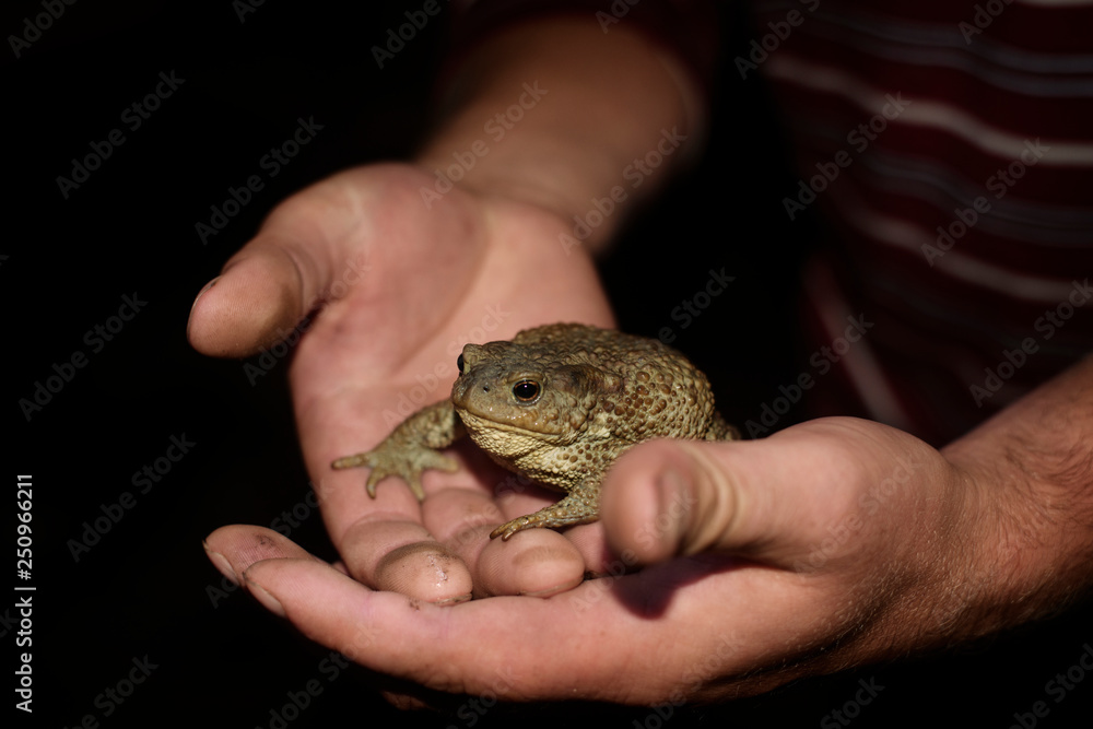 Close-up of toad in man's hands Close-up of toad in man's hands