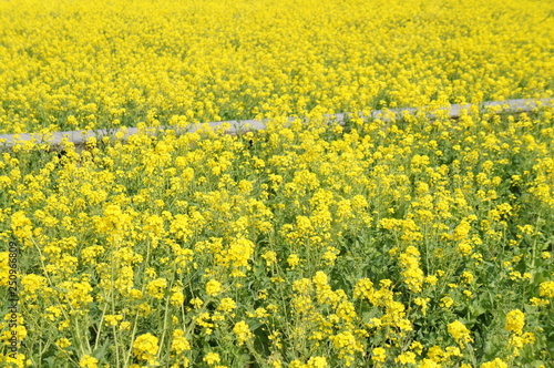 菜の花畑