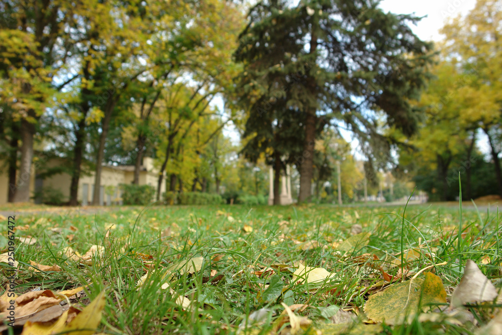 Glade with green grass, yellow leaves and trees on the background