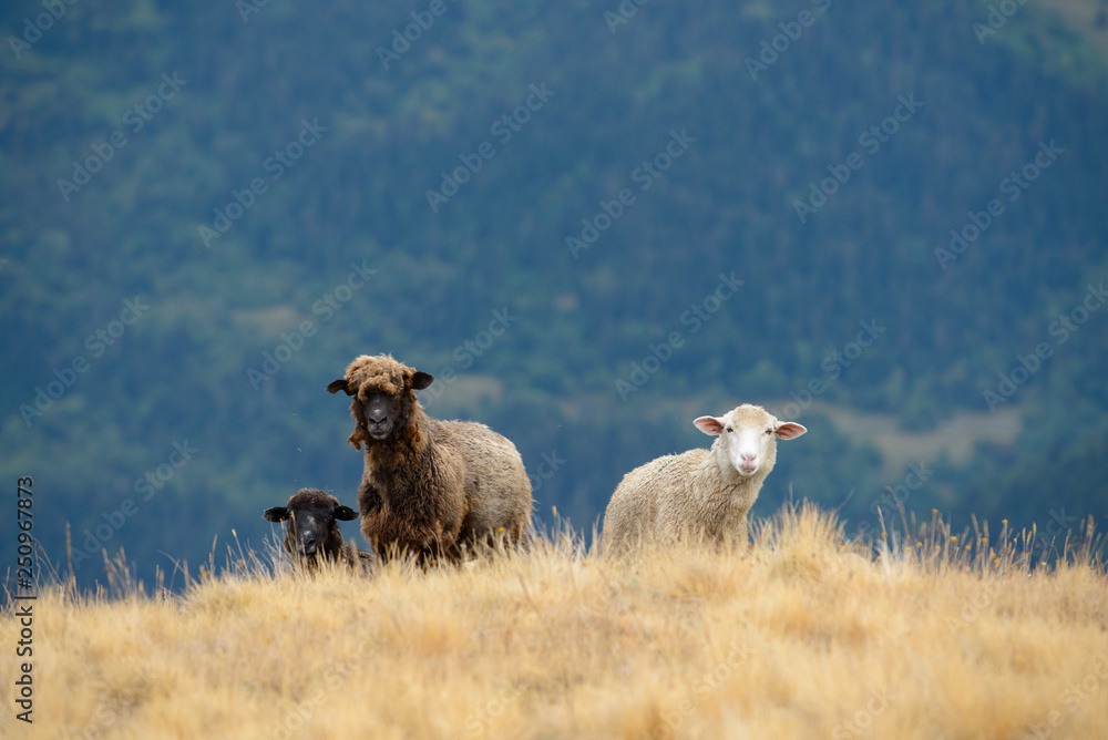 Three sheep in a field in the mountains Three sheep in a field in the mountains
