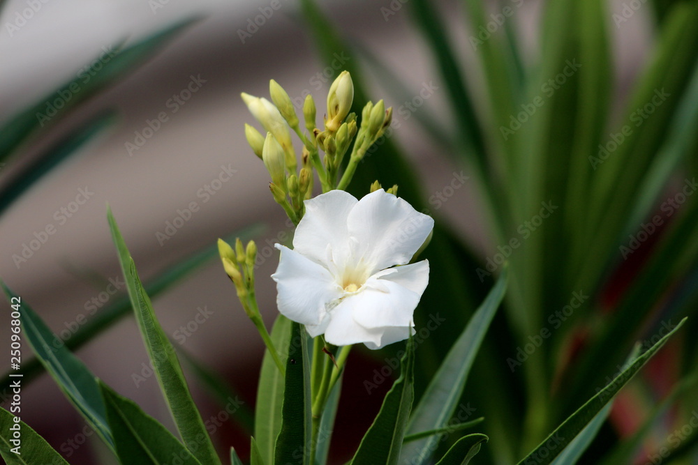 Single white Oleander or Nerium oleander shrub plant with fully open blooming white flower next to closed flower buds surrounded with long dark green leaves on warm sunny summer day Single white Oleander or Nerium oleander shrub plant with fully open blooming white flower next to closed flower buds surrounded with long dark green leaves on warm sunny summer day