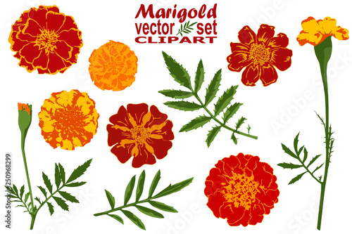 marigold vector set