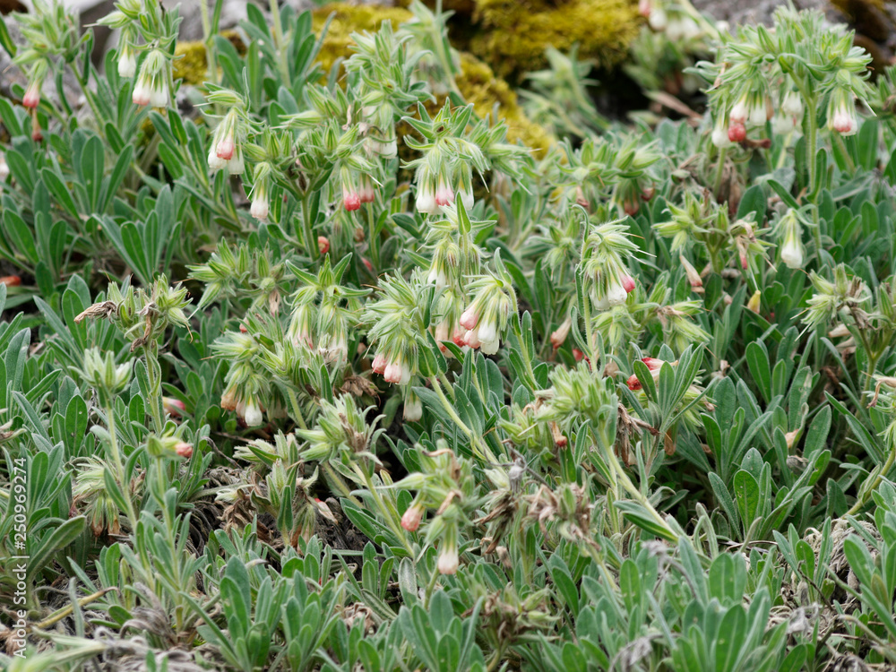 Onosma alborosea. Turkishe Lotwurz oder Goldtropfen Onosma alborosea. Turkishe Lotwurz oder Goldtropfen