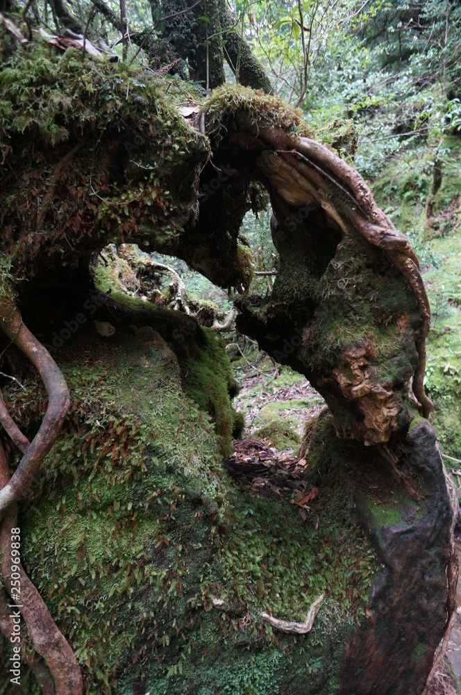 trunk of a tree