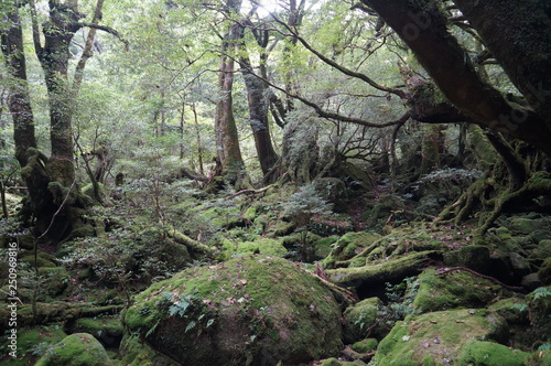 tree in the forest