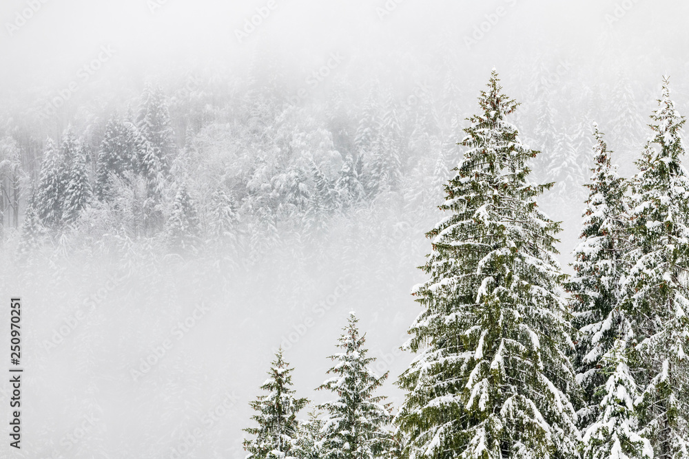 Snow in the woods. Plans of Luzza. Forni Avoltri Snow in the woods. Plans of Luzza. Forni Avoltri