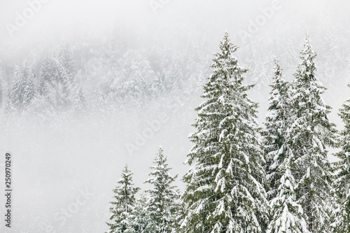 Snow in the woods. Plans of Luzza. Forni Avoltri © Nicola Simeoni