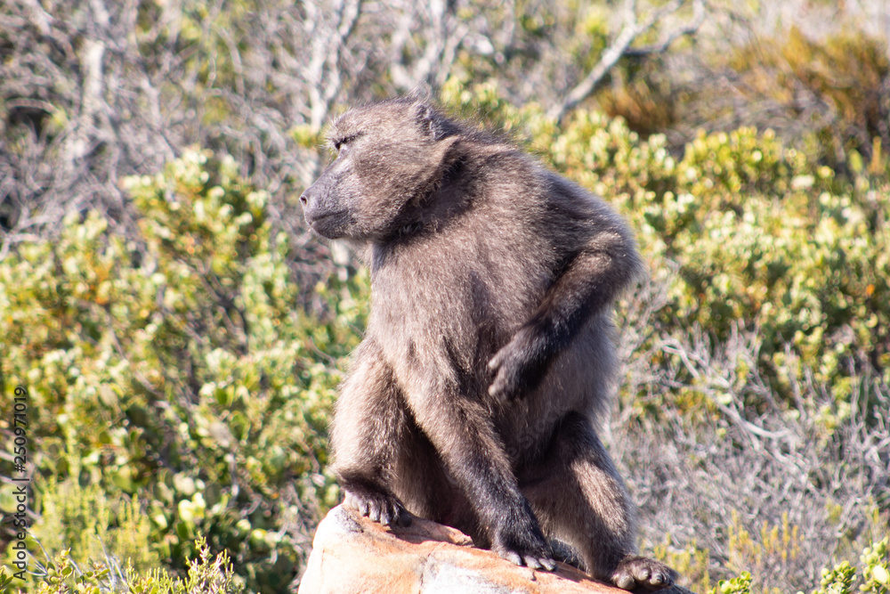 Wild baboon sitting on a rock; South African wild animals Wild baboon sitting on a rock; South African wild animals