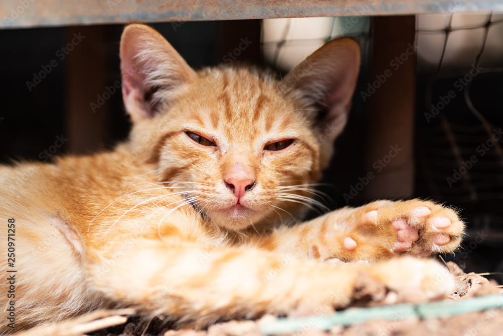 Obraz premium Ginger cat lay down and relaxing on the ground
