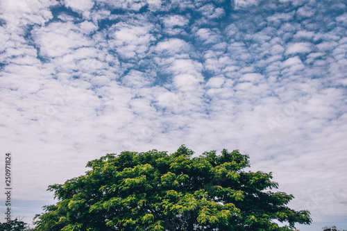 Blue sky and green leaf background © NVB Stocker