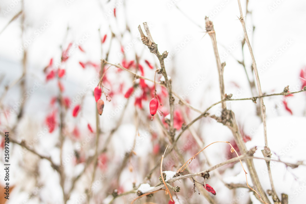 Red berries of barberry on the branches against the background of white snow Red berries of barberry on the branches against the background of white snow