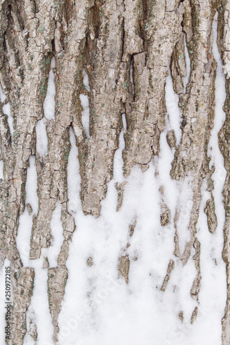 Snow on the bark of a tree