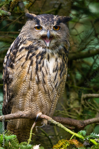 Canvas Print Eurasian Eagle Owl - (Bubo bubo)