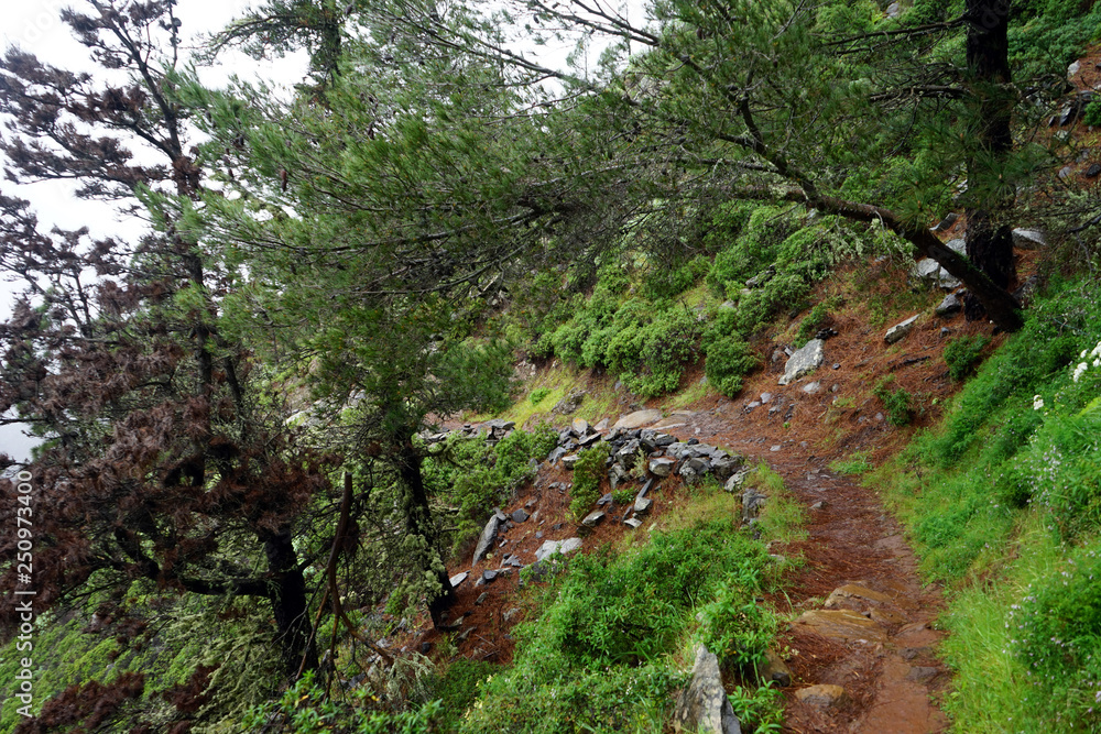 Obraz premium Trail in the forest