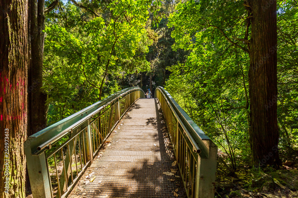 Bridge on Whangarei Falls Scenic Reserve, New Zealand