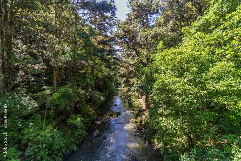 Whangarei Falls Scenic Reserve, New Zealand Whangarei Falls Scenic Reserve, New Zealand