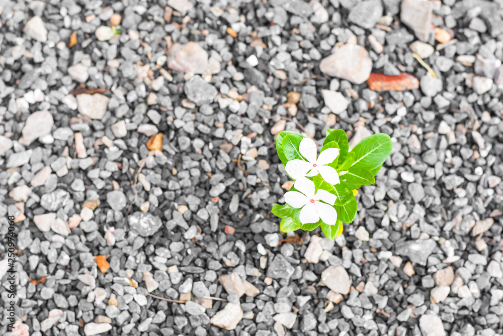 A white flower with its green leaves stands alone on rock pepple ground taken from top view A white flower with its green leaves stands alone on rock pepple ground taken from top view