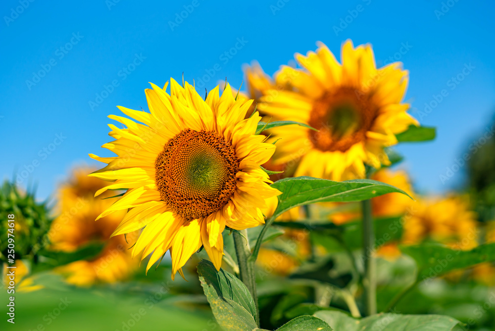 A lot of yellow sunflowers against the blue sky. Beautiful landscape with sunflower field