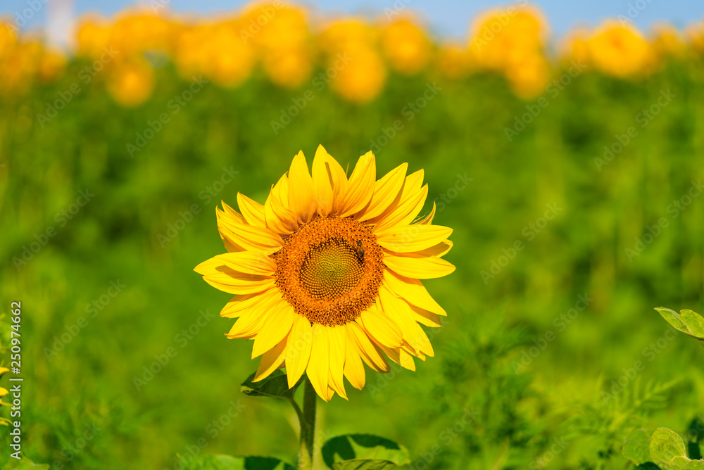 A nice field of yellow sunflower. Beautiful summer nature background. A nice field of yellow sunflower. Beautiful summer nature background.