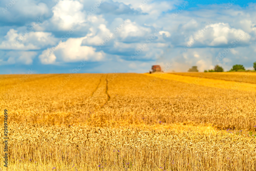 Golden wheat field and sunny day. Agriculture. Harvesting