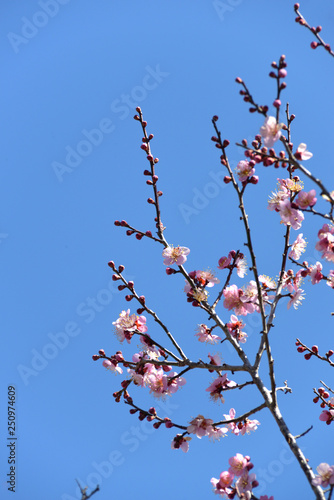 梅の花