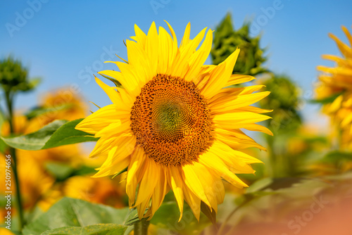 Fototapeta Naklejka Na Ścianę i Meble -  Sunflower field. Beautiful summer nature background.
