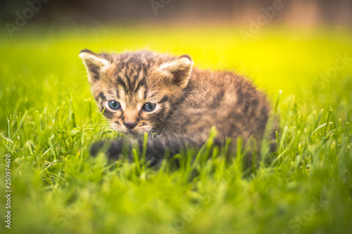 Cute Kitten in the garden in the grass