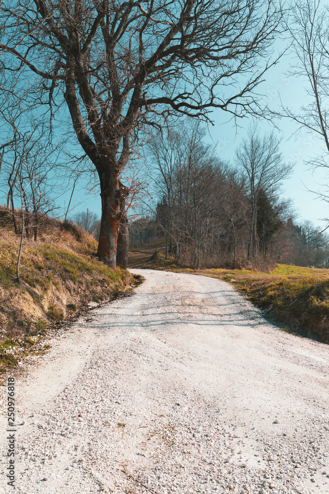 Rural landscape, trees on the dirt road and blue sky. Rural landscape, trees on the dirt road and blue sky.