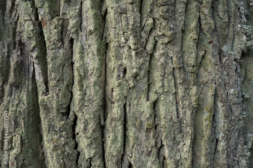 Baum Rinde Hintergrund