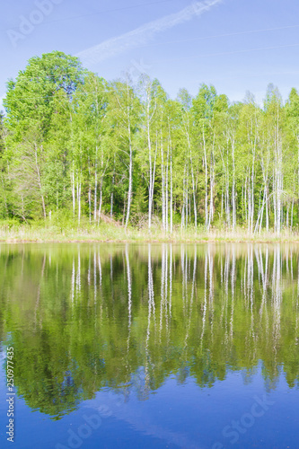 White thin birch trees grow along the forest lake in spring