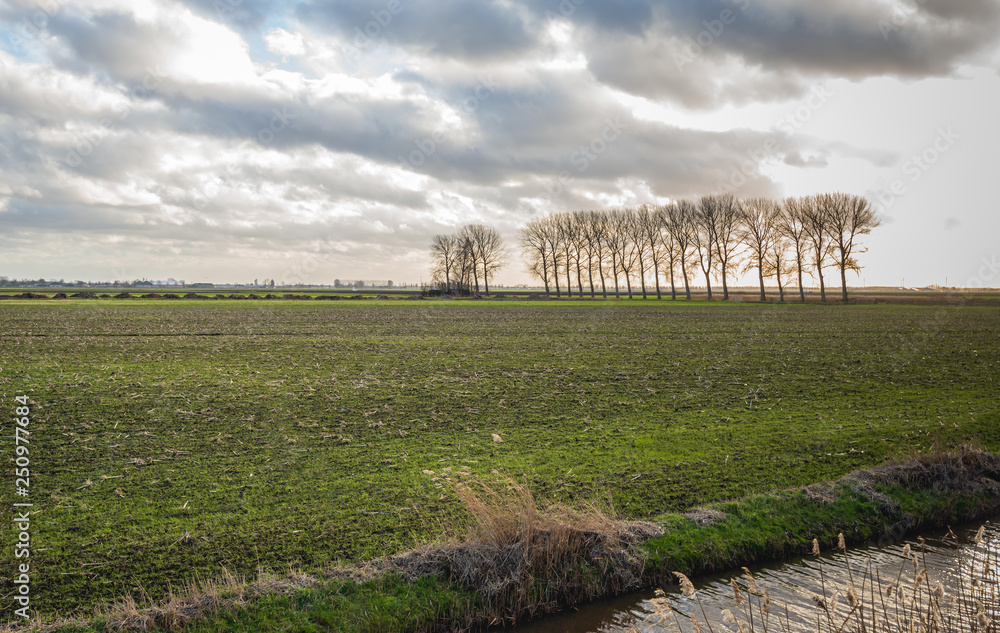 Large field with recently sown grass along a ditch with a row of tall trees with bare branches in the background. The photo was taken in the Zonzeelse Polder near the village Wagenberg, North Brabant.