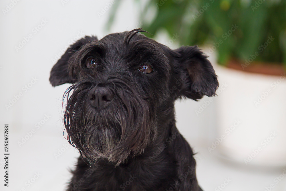 portrait of black schnauzer dog
