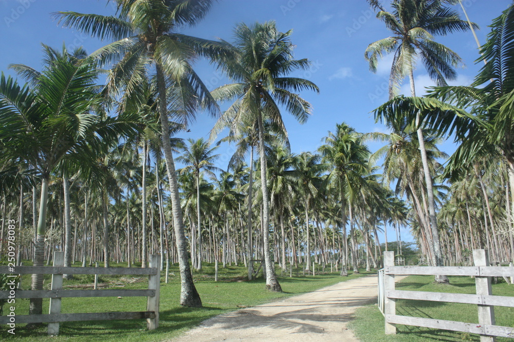 scene in the tropics