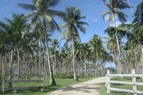 scene in the tropics