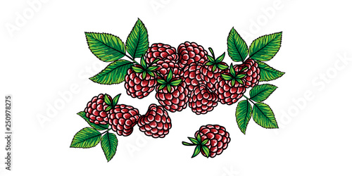 Raspberries with green stem and leaves on white background. Vector illustration with hand drawing.