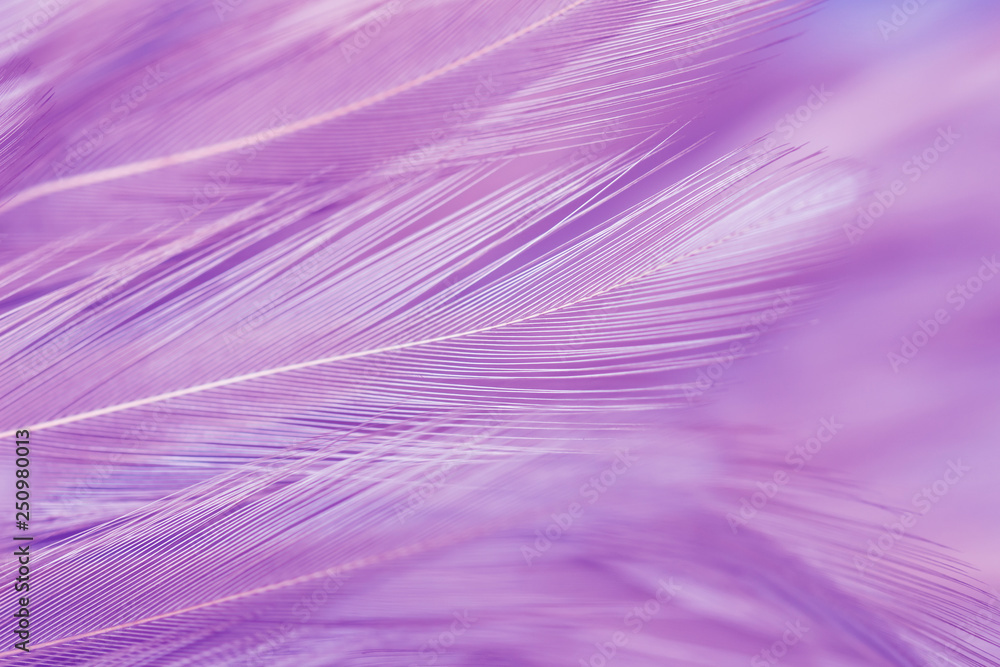 Purple chicken feathers in soft and blur style for background Purple chicken feathers in soft and blur style for background