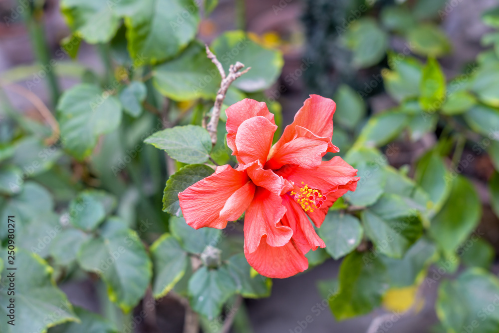 One Chaba flower (Hibiscus rosa-sinensis) chinese rose, red color, blooming during morning sunlight. in tropical garden in green background. With copy space room for text on right side of the image. One Chaba flower (Hibiscus rosa-sinensis) chinese rose, red color, blooming during morning sunlight. in tropical garden in green background. With copy space room for text on right side of the image.
