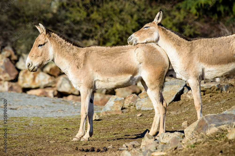 Fototapeta premium Turkmenian kulan (Equus hemionus kulan)