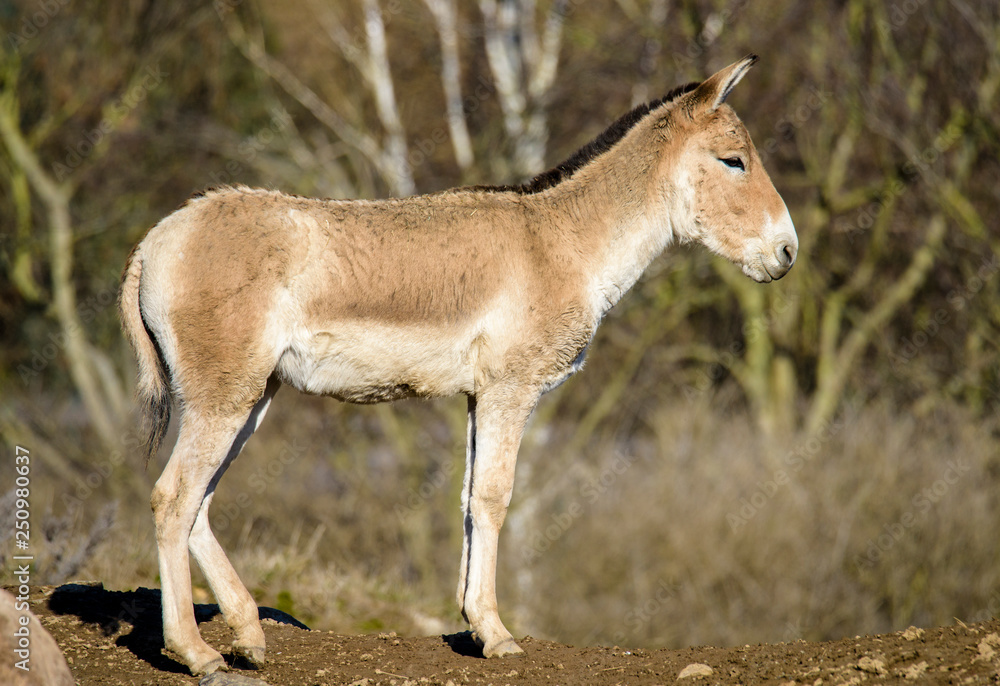 Obraz premium Turkmenian kulan (Equus hemionus kulan)