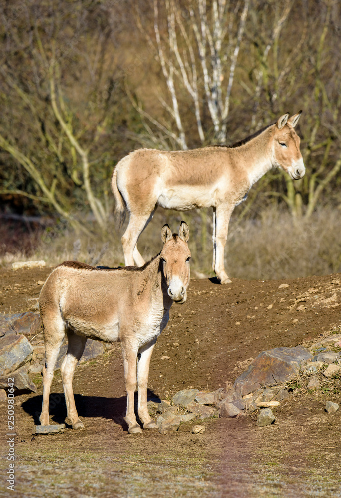 Turkmenian kulan (Equus hemionus kulan) Turkmenian kulan (Equus hemionus kulan)