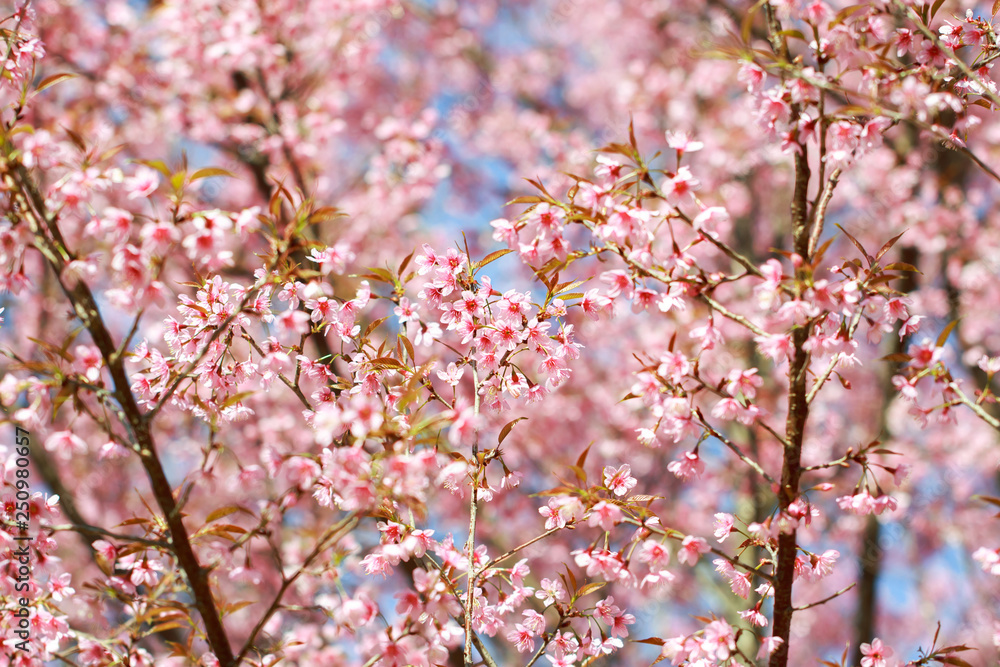 Wild Himalayan Cherry Blossoms in spring season (Prunus cerasoides), Sakura in Thailand, selective focus, Phu Lom Lo, Loei, Thailand. Wild Himalayan Cherry Blossoms in spring season (Prunus cerasoides), Sakura in Thailand, selective focus, Phu Lom Lo, Loei, Thailand.