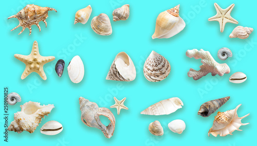 Creative idea for background. Sea pattern. Sea shells, corals, starfish.