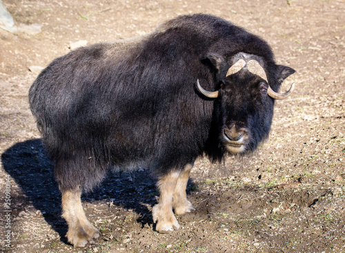 ortrait of an angry musk ox with big horns